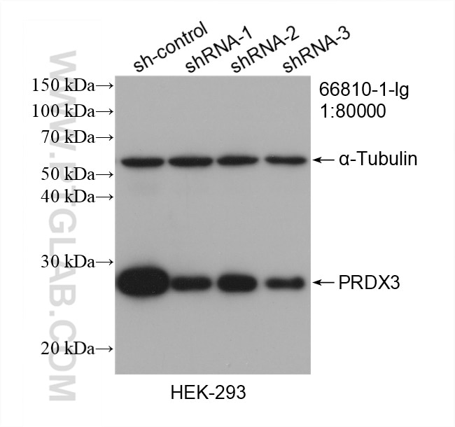 Western Blot (WB) analysis of HEK-293 cells using PRDX3 Monoclonal antibody (66810-1-Ig)