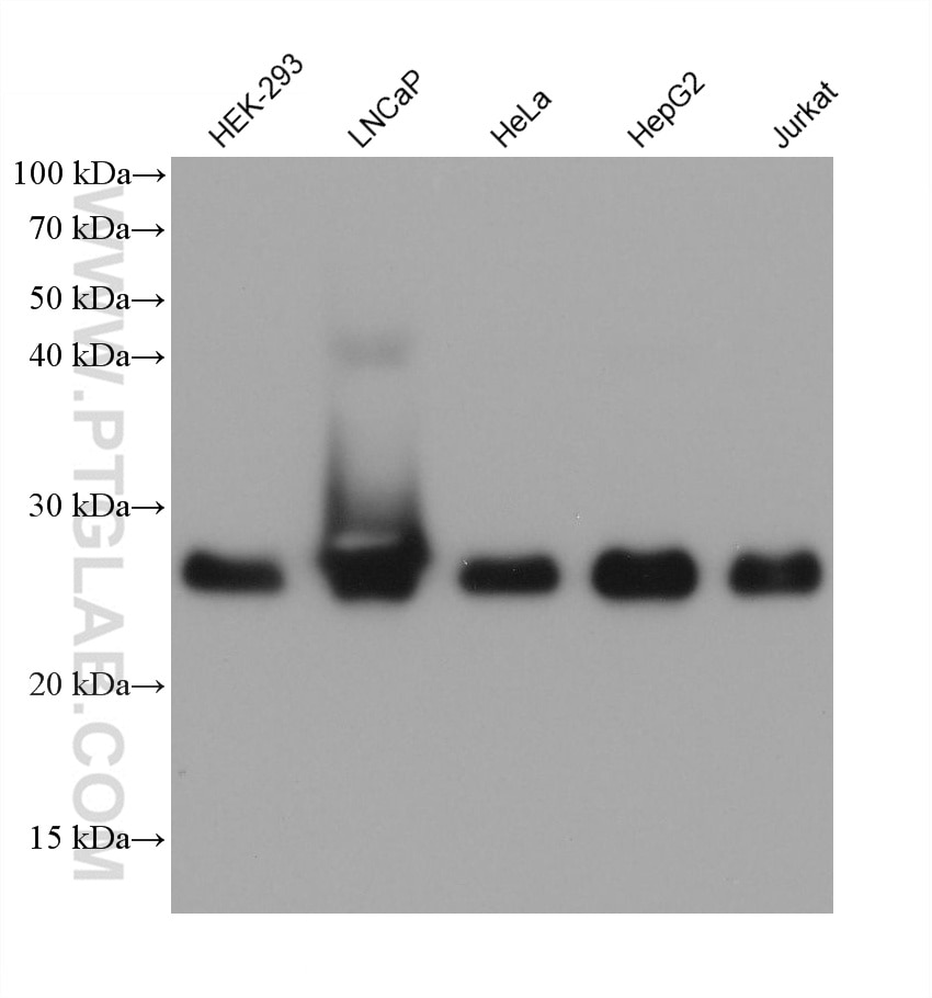 Western Blot (WB) analysis of various lysates using PRDX3 Monoclonal antibody (66810-1-Ig)