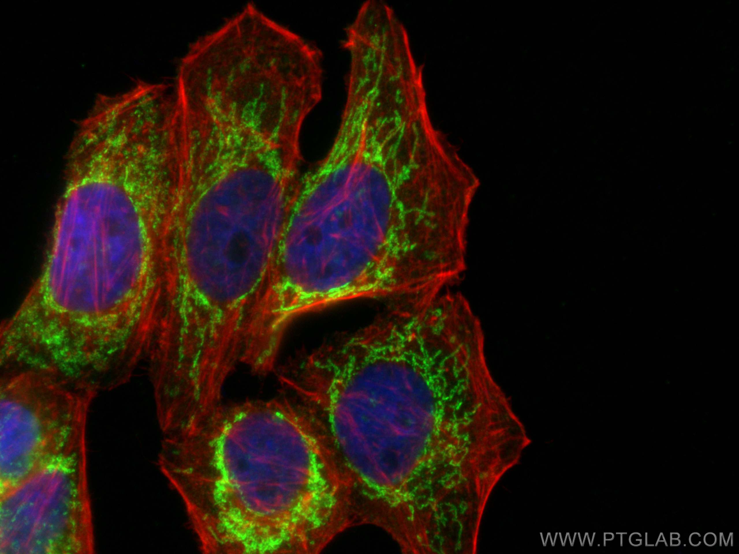 Immunofluorescence (IF) / fluorescent staining of HepG2 cells using PRDX3 Recombinant antibody (81833-1-RR)