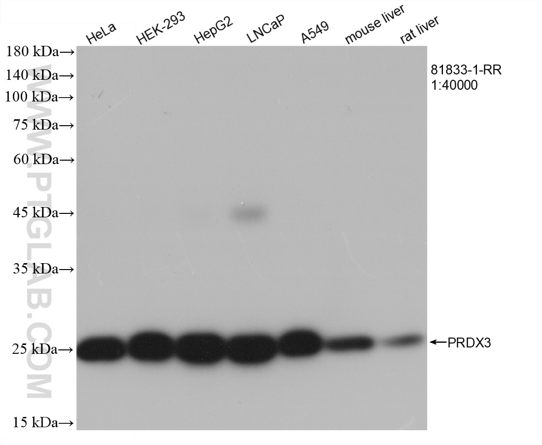 Western Blot (WB) analysis of various lysates using PRDX3 Recombinant antibody (81833-1-RR)