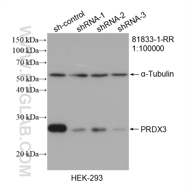 Western Blot (WB) analysis of HEK-293 cells using PRDX3 Recombinant antibody (81833-1-RR)
