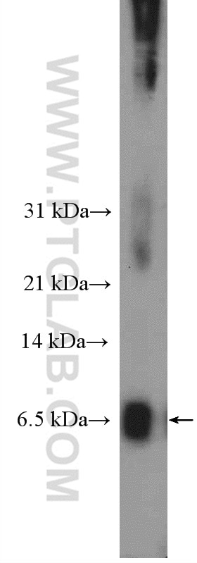 Western Blot (WB) analysis of PC-3 cells using PRY Polyclonal antibody (24688-1-AP)