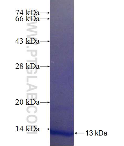 PRY fusion protein Ag24134 SDS-PAGE