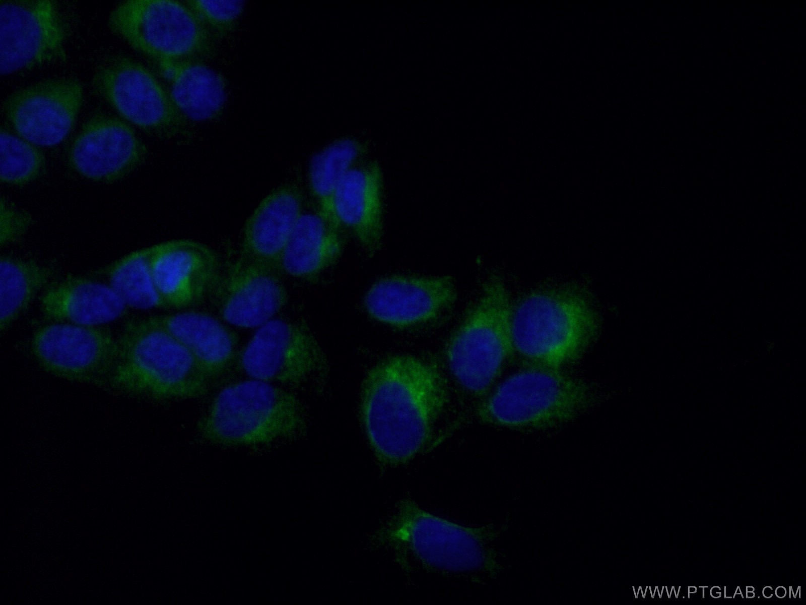IF Staining of MCF-7 using 10801-1-AP