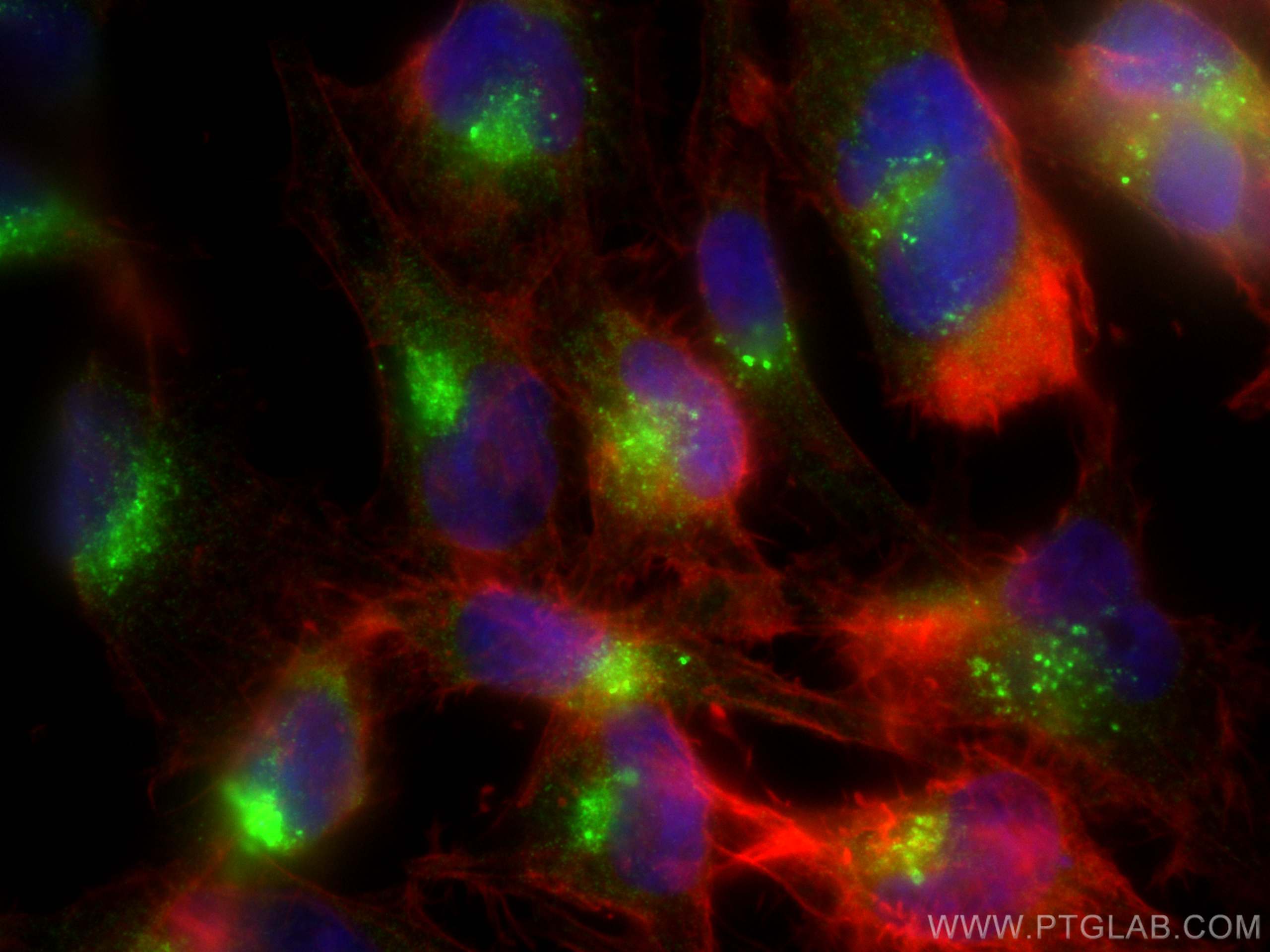 Immunofluorescence (IF) / fluorescent staining of U-251 cells using PSAP Polyclonal antibody (10801-1-AP)