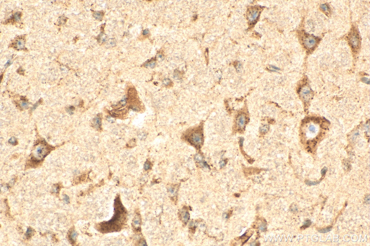 Immunohistochemistry (IHC) staining of mouse cerebellum tissue using PSAP Polyclonal antibody (10801-1-AP)