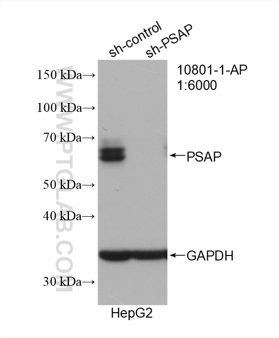 Western Blot (WB) analysis of HepG2 cells using PSAP Polyclonal antibody (10801-1-AP)