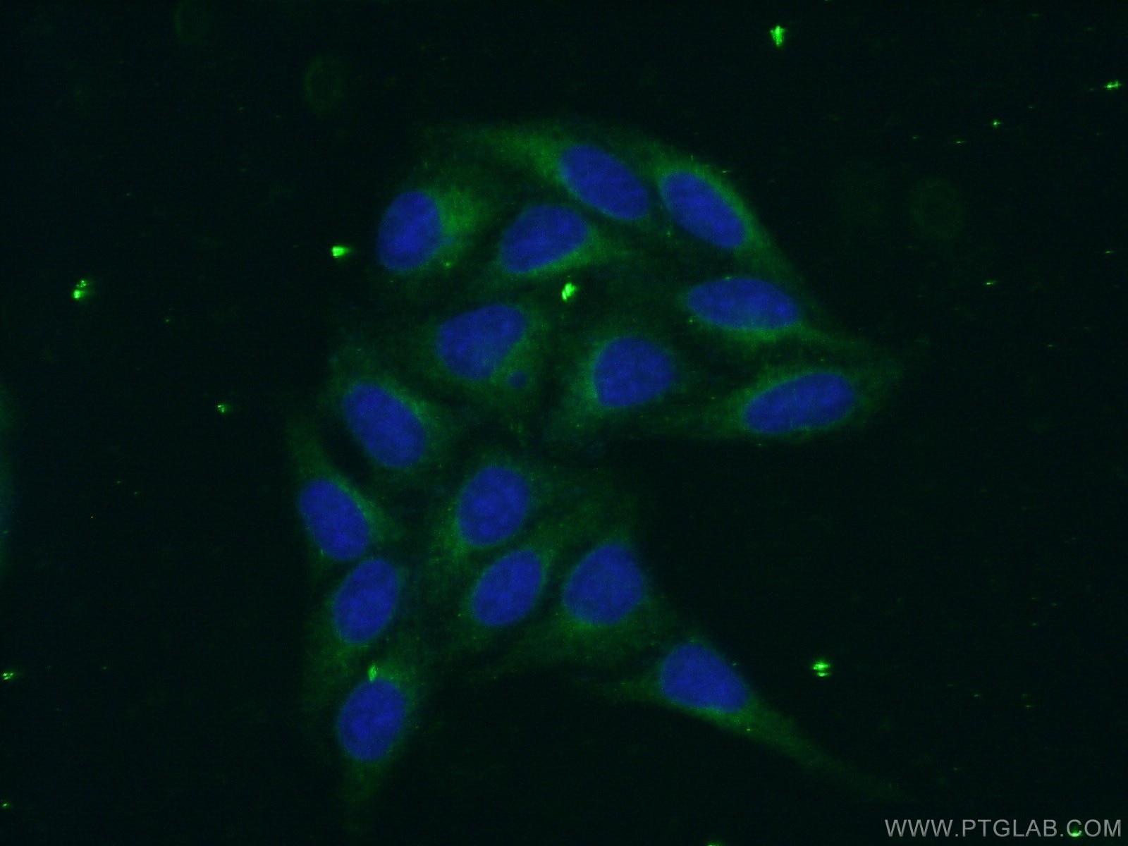 Immunofluorescence (IF) / fluorescent staining of HepG2 cells using PSAP Polyclonal antibody (18396-1-AP)
