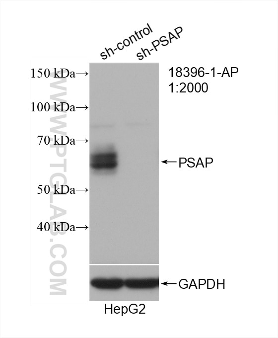 Western Blot (WB) analysis of HepG2 cells using PSAP Polyclonal antibody (18396-1-AP)