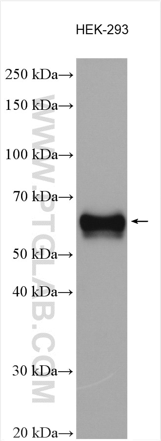 WB analysis using 18397-1-AP