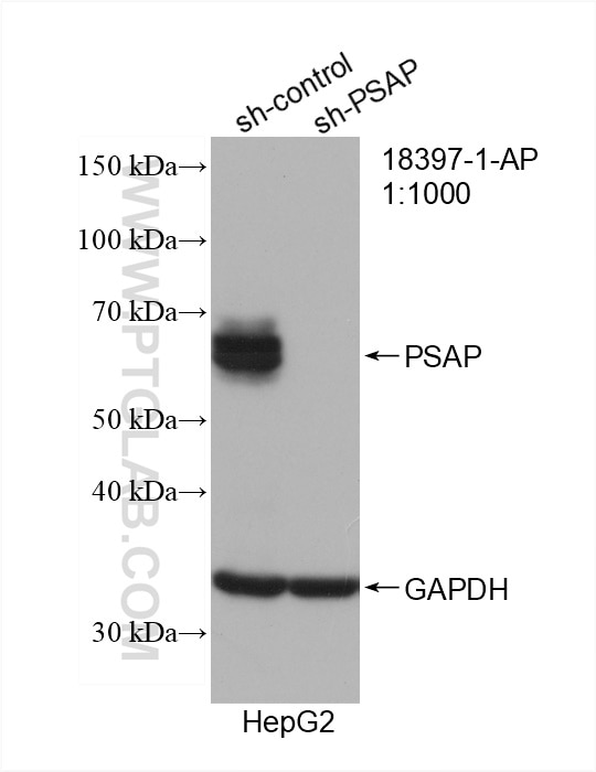 Western Blot (WB) analysis of HepG2 cells using PSAP Polyclonal antibody (18397-1-AP)