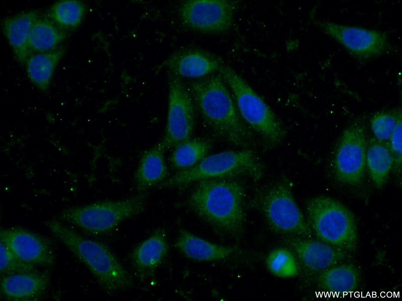 Immunofluorescence (IF) / fluorescent staining of PC-3 cells using PSAP Polyclonal antibody (18398-1-AP)