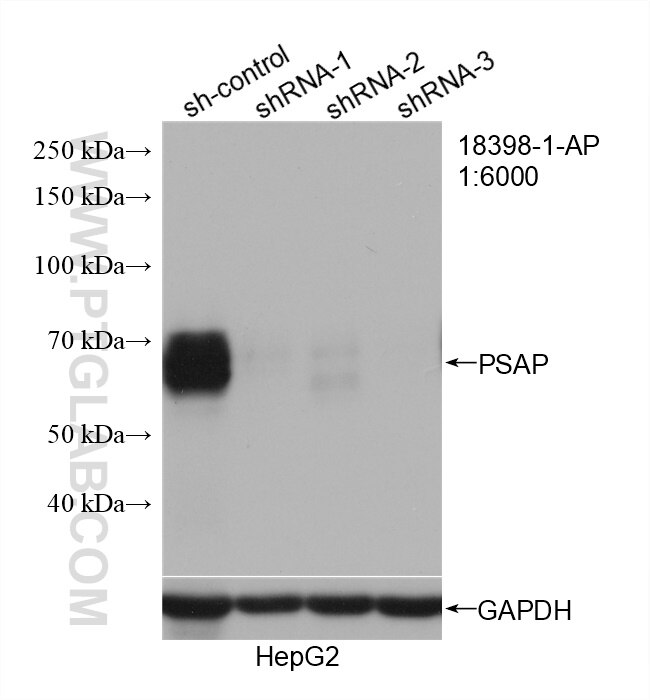 Western Blot (WB) analysis of HepG2 cells using PSAP Polyclonal antibody (18398-1-AP)