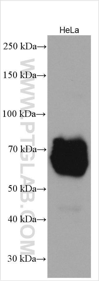 Western Blot (WB) analysis of HeLa cells using PSAP Polyclonal antibody (18398-1-AP)