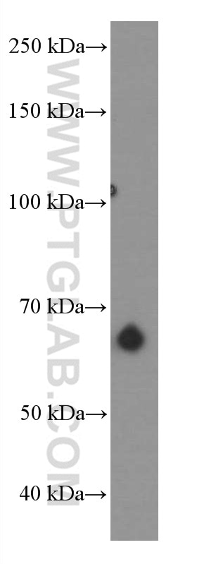Western Blot (WB) analysis of PC-3 cells using PSAP Monoclonal antibody (66473-1-Ig)