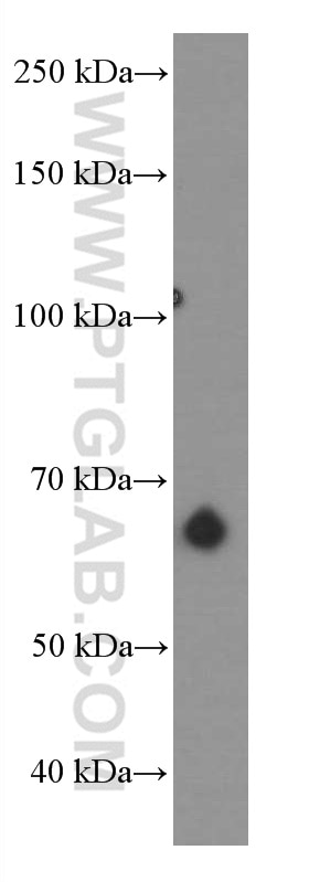 WB analysis of PC-3 using 66473-1-Ig
