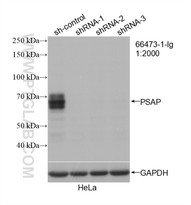 Western Blot (WB) analysis of HeLa cells using PSAP Monoclonal antibody (66473-1-Ig)