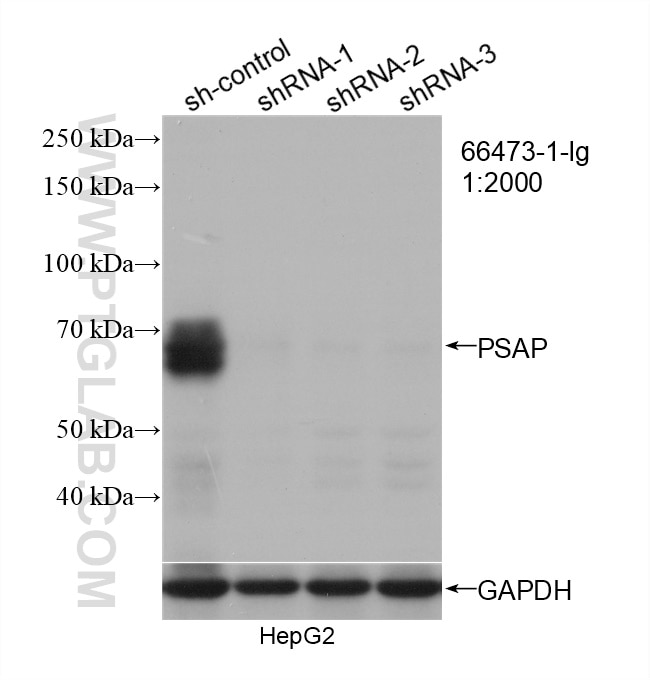 Western Blot (WB) analysis of HepG2 cells using PSAP Monoclonal antibody (66473-1-Ig)