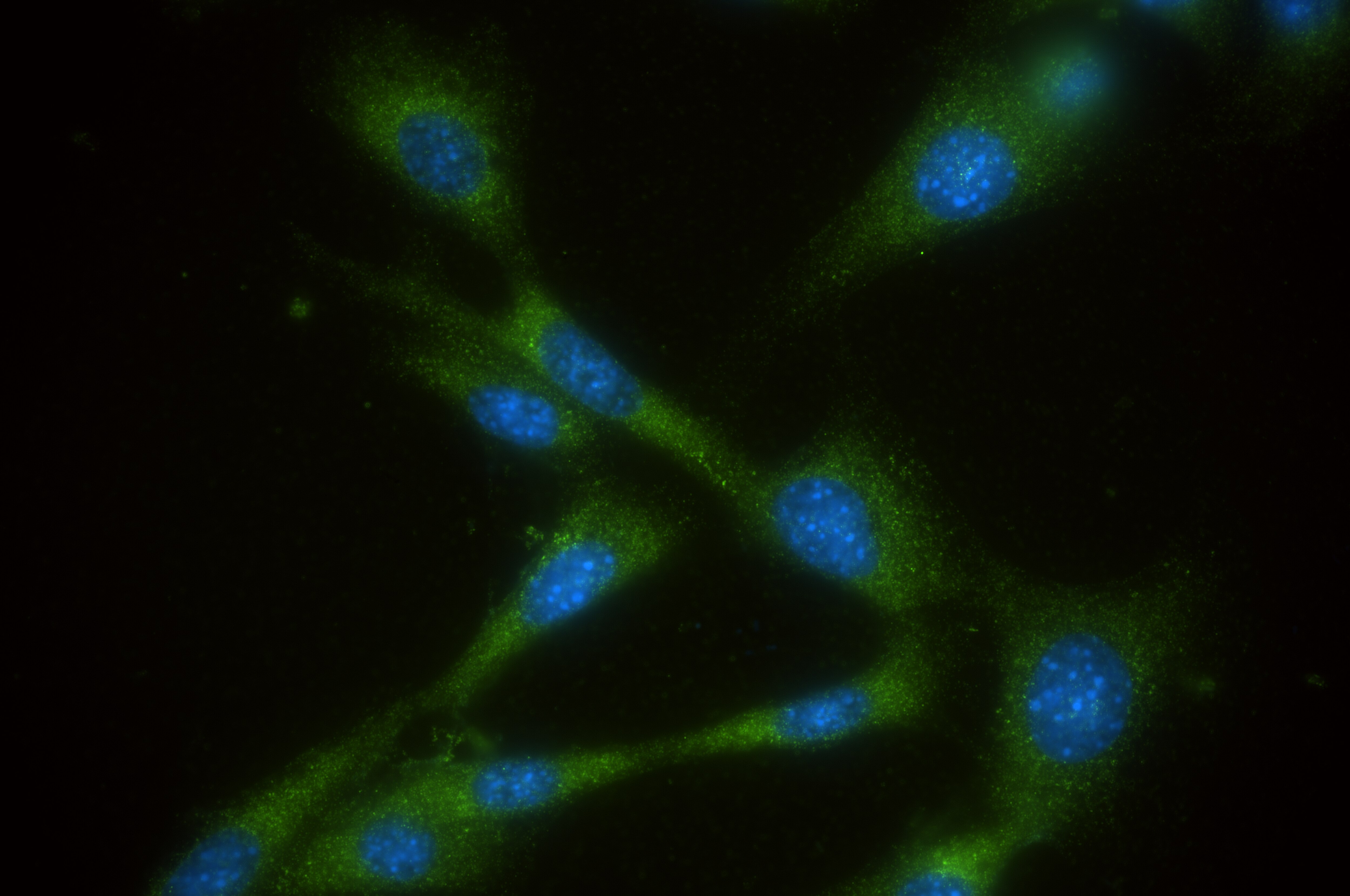 Immunofluorescence (IF) / fluorescent staining of NIH/3T3 cells using PSAP Recombinant antibody (86043-2-RR)