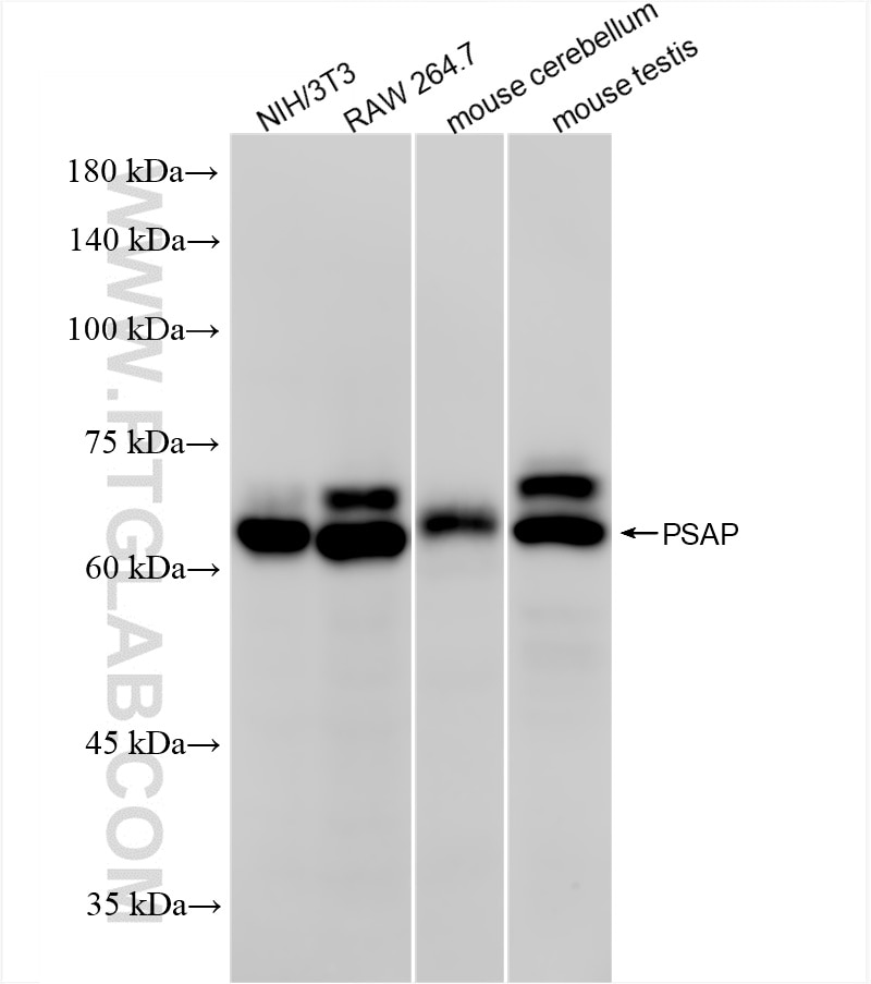 Western Blot (WB) analysis of various lysates using PSAP Recombinant antibody (86043-2-RR)