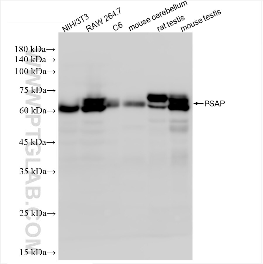 Western Blot (WB) analysis of various lysates using PSAP Recombinant antibody (86043-3-RR)