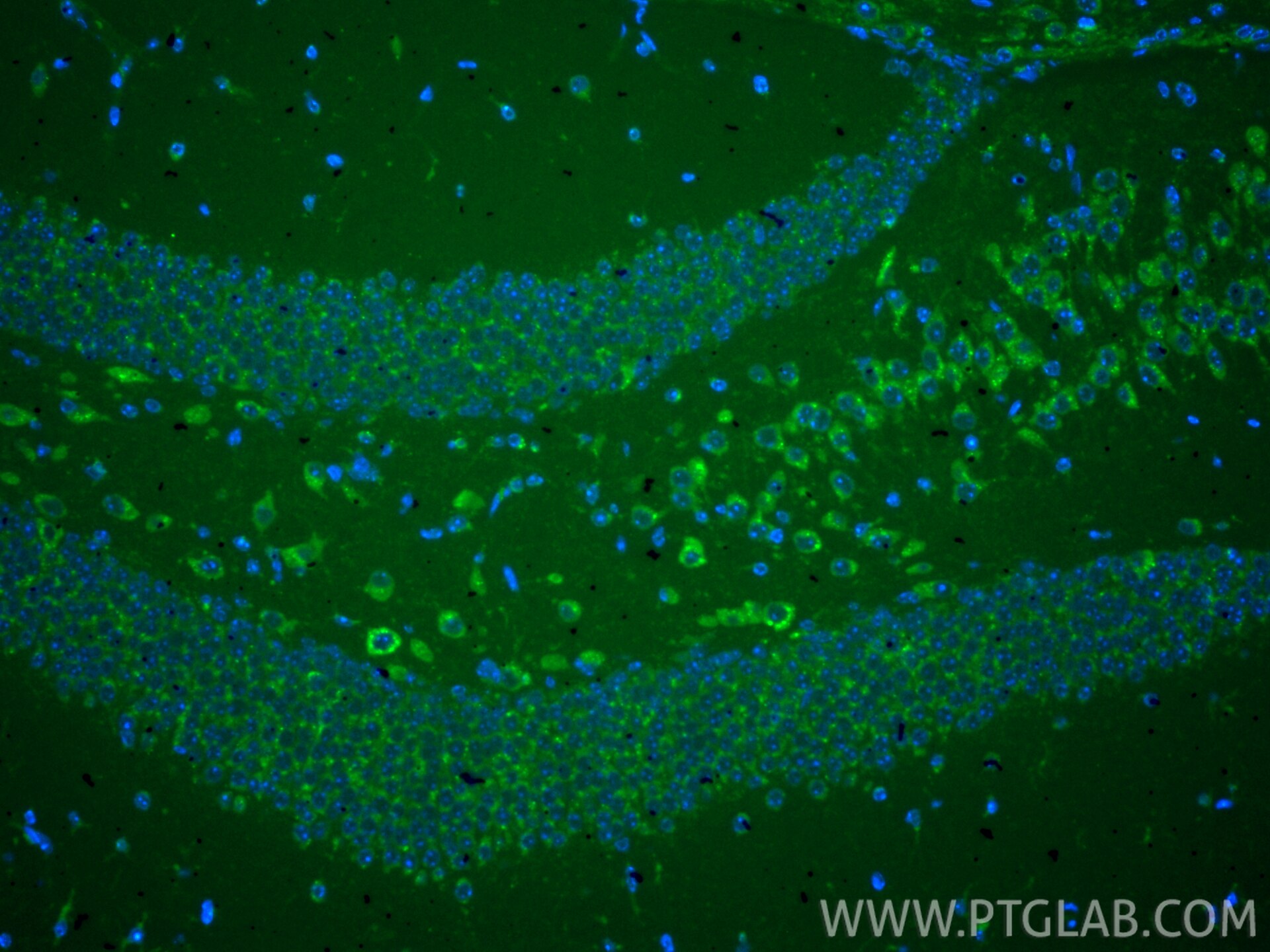 IF Staining of mouse brain using CL488-86043-2 Immunofluorescence (IF) / fluorescent staining of mouse brain tissue using CoraLite® Plus 488-conjugated PSAP Recombinant mon (CL488-86043-2)