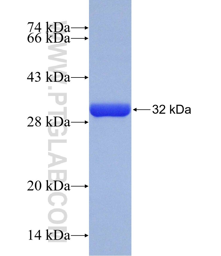 PSAP fusion protein Ag13265 SDS-PAGE