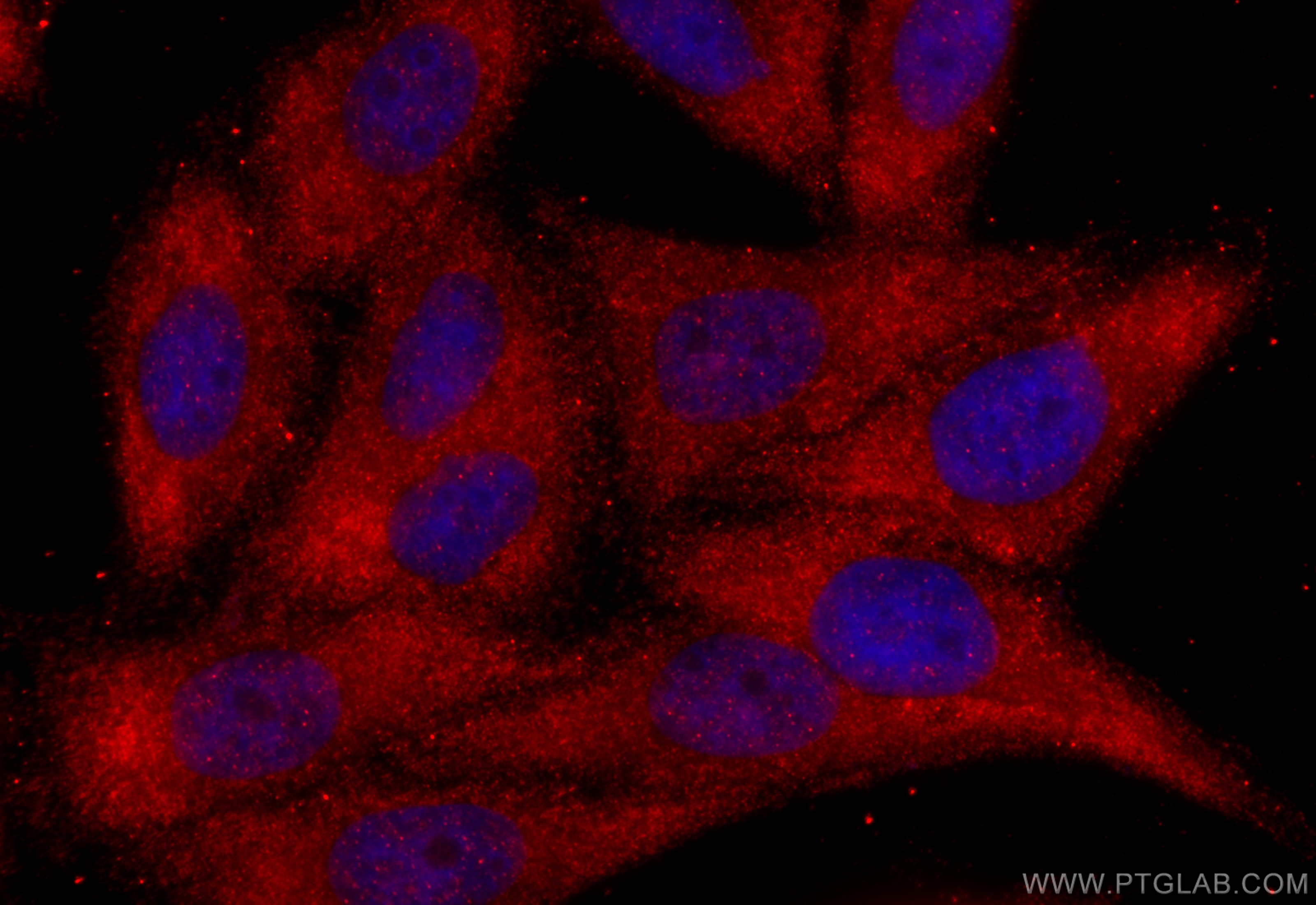 Immunofluorescence (IF) / fluorescent staining of HepG2 cells using PSAPL1 Polyclonal antibody (55128-1-AP)