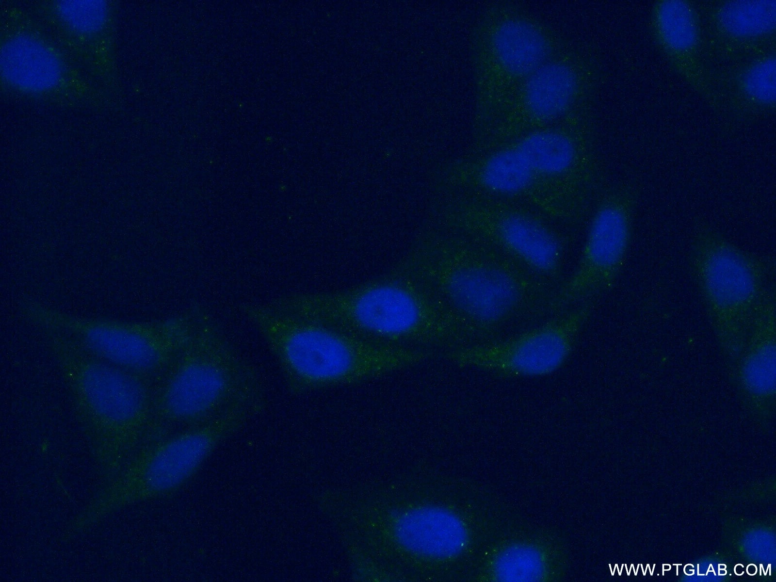 Immunofluorescence (IF) / fluorescent staining of HepG2 cells using PSAPL1 Polyclonal antibody (55128-1-AP)
