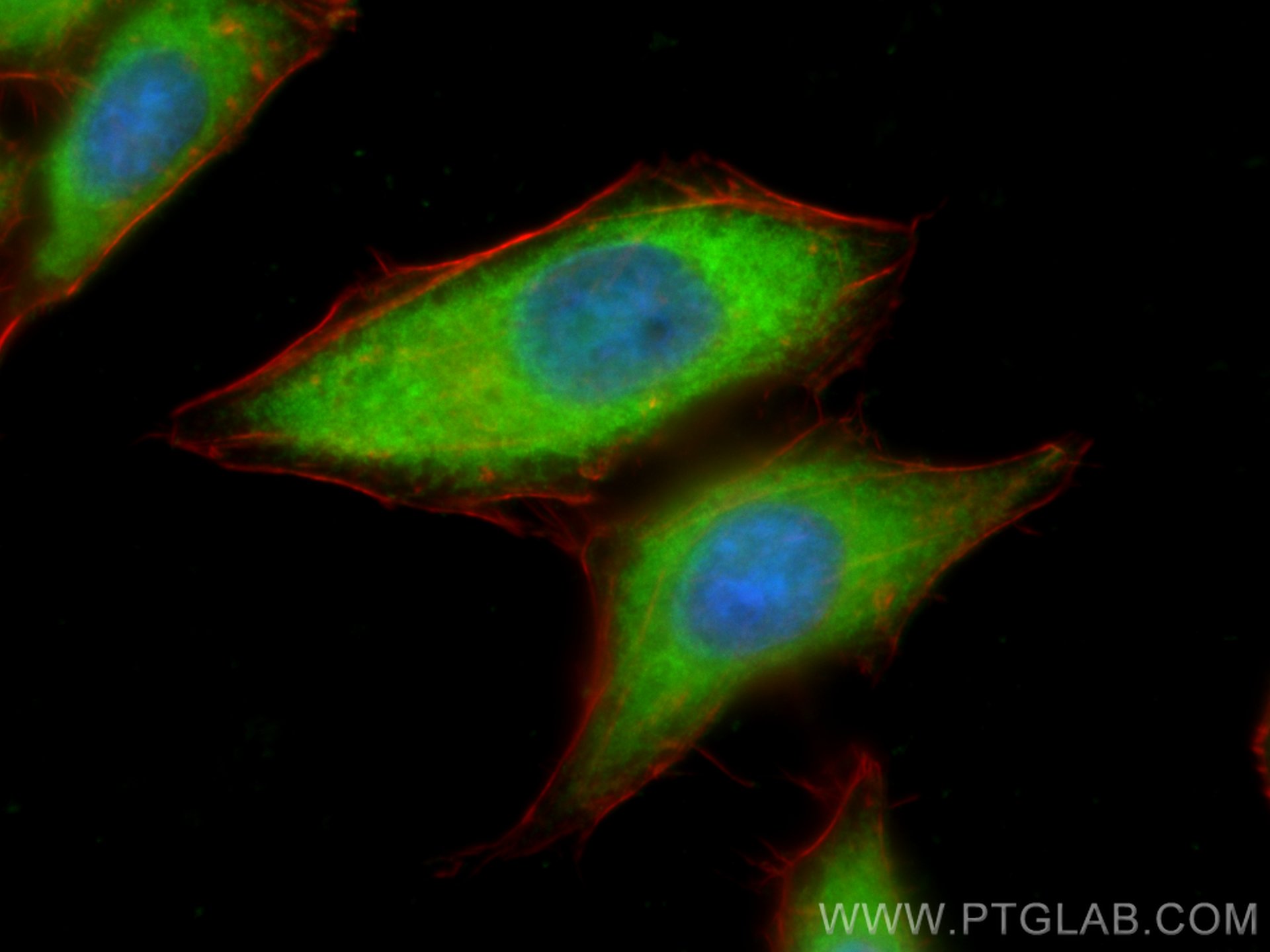 Immunofluorescence (IF) / fluorescent staining of HepG2 cells using PSAT1 Polyclonal antibody (10501-1-AP)