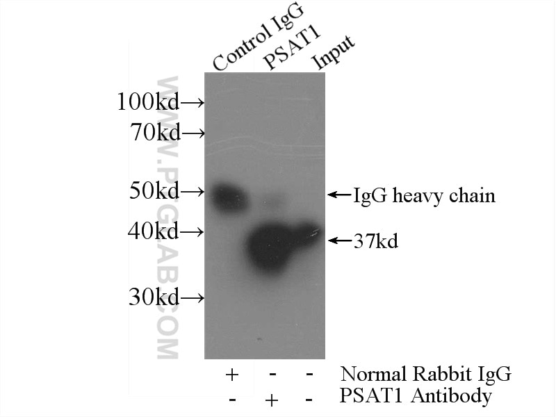 Immunoprecipitation (IP) experiment of HeLa cells using PSAT1 Polyclonal antibody (10501-1-AP)