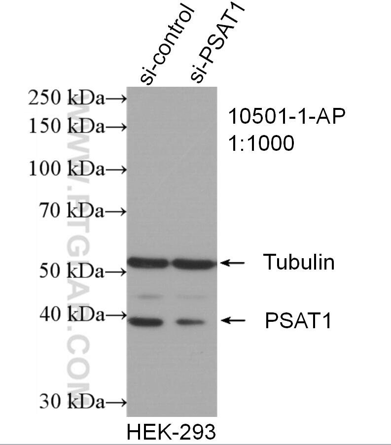 WB analysis of HEK-293 using 10501-1-AP