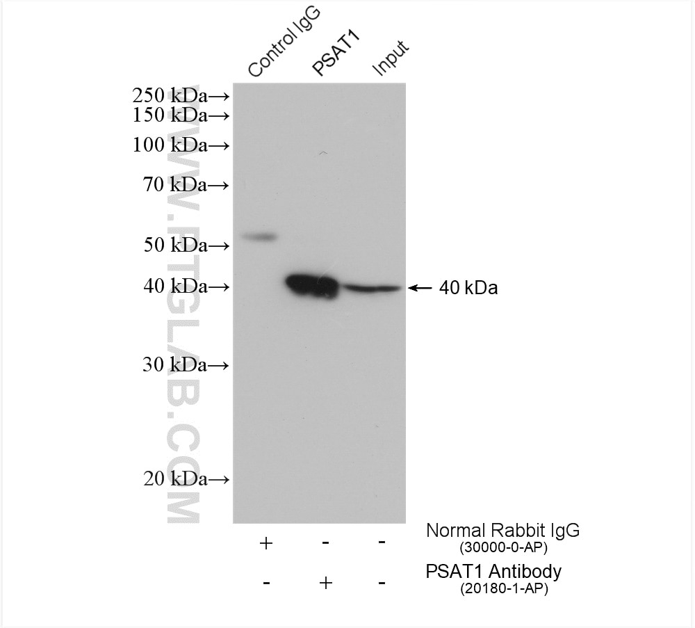 Immunoprecipitation (IP) experiment of HeLa cells using PSAT1 Polyclonal antibody (20180-1-AP)