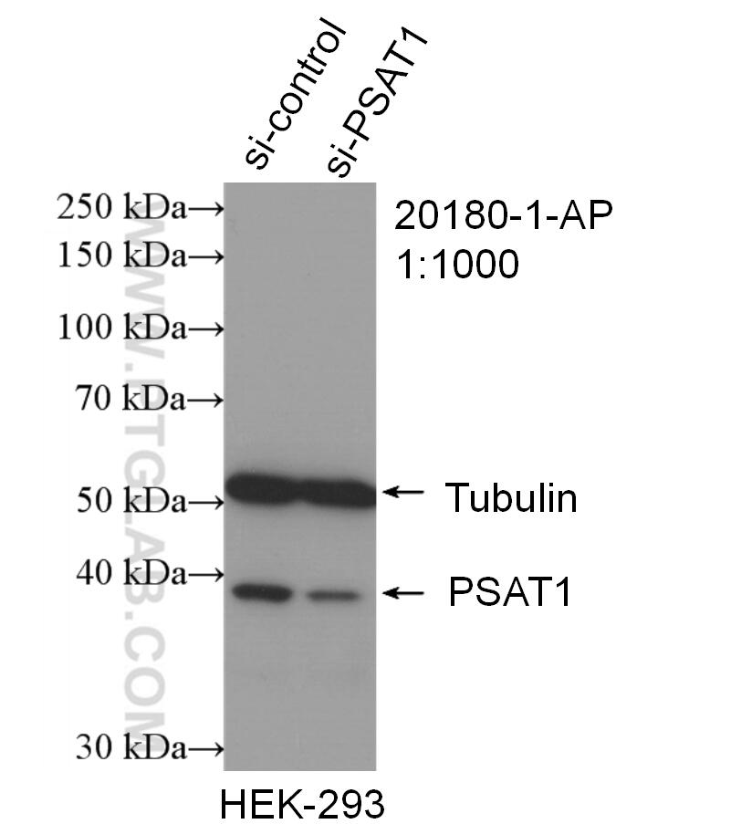 Western Blot (WB) analysis of HEK-293 cells using PSAT1 Polyclonal antibody (20180-1-AP)