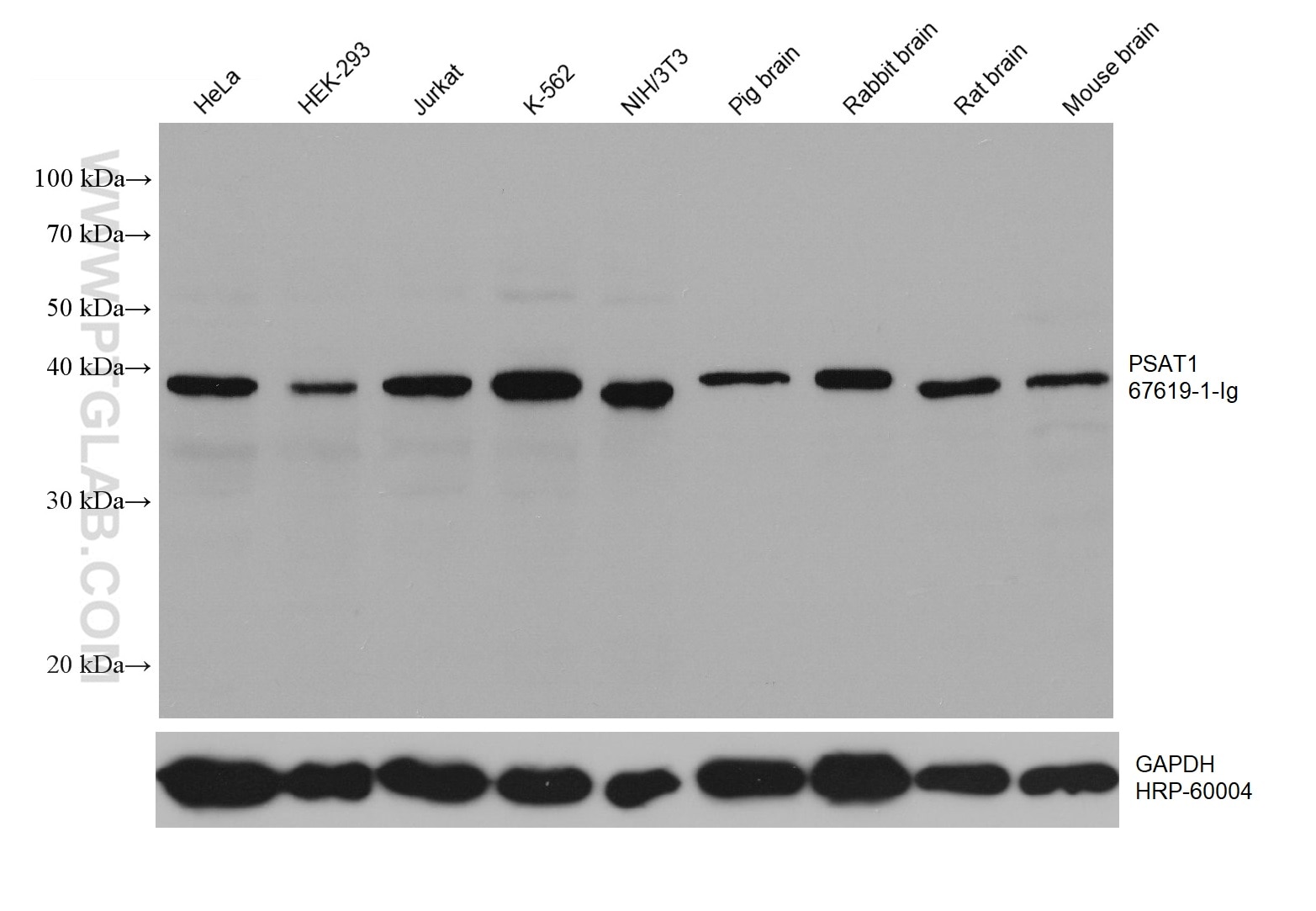 Western Blot (WB) analysis of various lysates using PSAT1 Monoclonal antibody (67619-1-Ig)