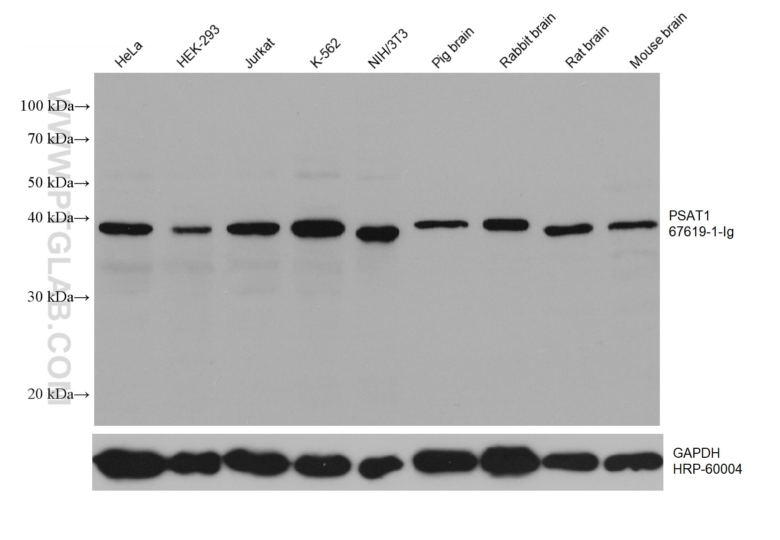 WB analysis using 67619-1-Ig