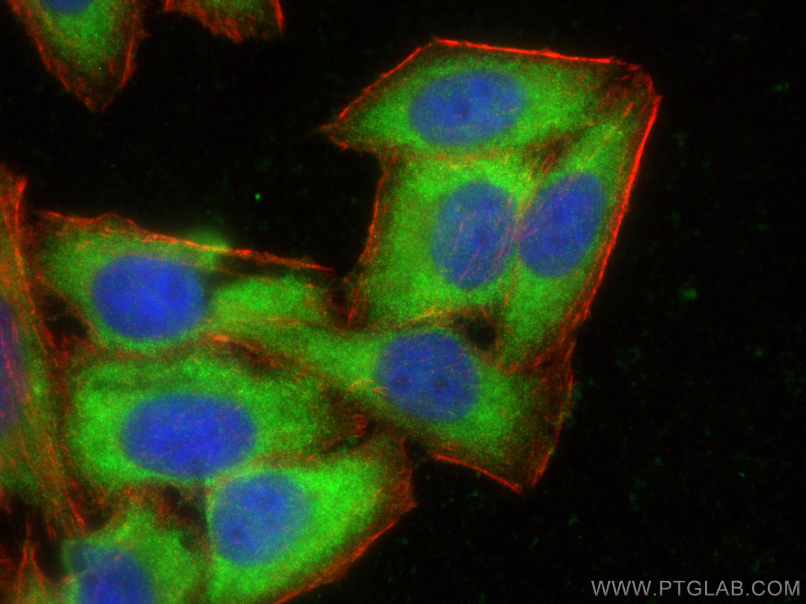 Immunofluorescence (IF) / fluorescent staining of HepG2 cells using PSAT1 Recombinant antibody (81479-1-RR)