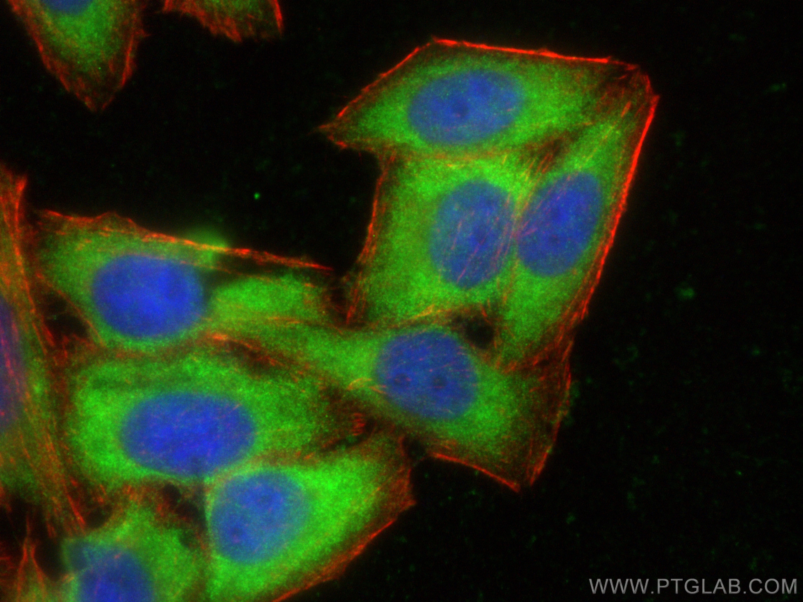 IF Staining of HepG2 using 81479-1-RR