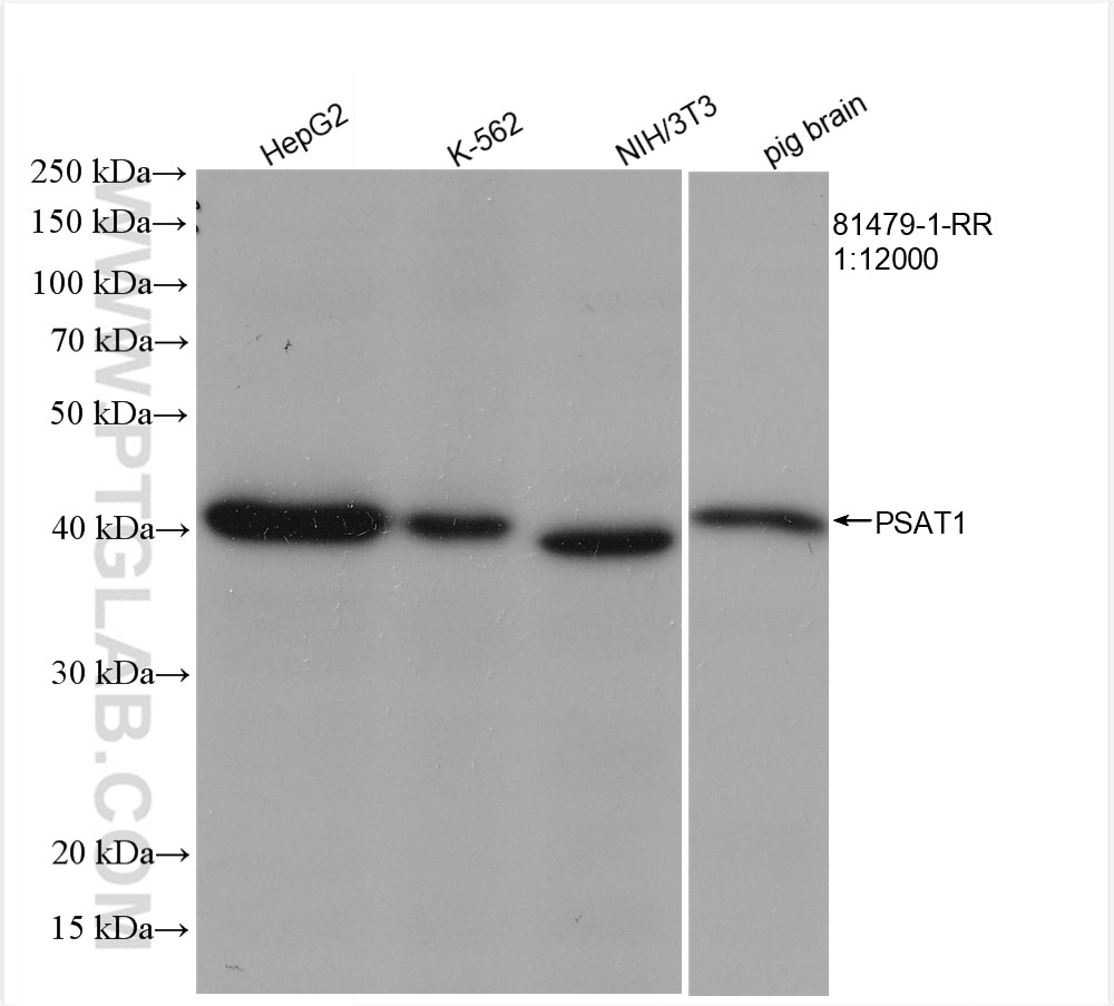Western Blot (WB) analysis of various lysates using PSAT1 Recombinant antibody (81479-1-RR)