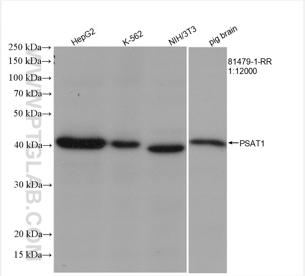 Western Blot (WB) analysis of various lysates using PSAT1 Recombinant antibody (81479-1-RR)