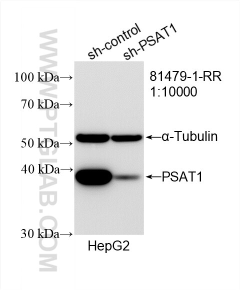 Western Blot (WB) analysis of HepG2 cells using PSAT1 Recombinant antibody (81479-1-RR)