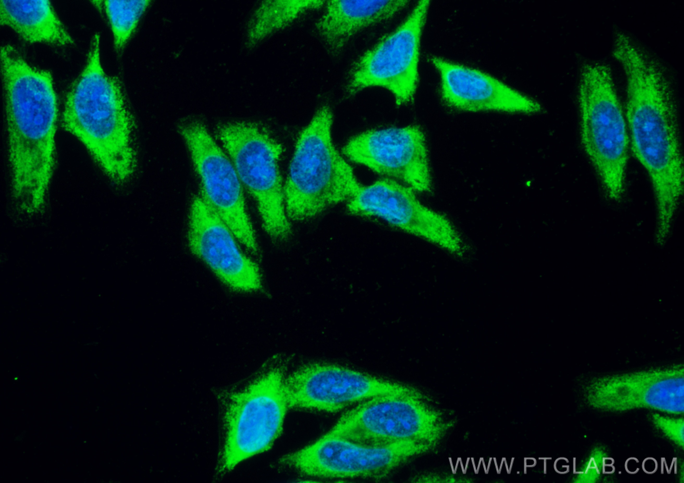 Immunofluorescence (IF) / fluorescent staining of HepG2 cells using CoraLite® Plus 488-conjugated PSAT1 Recombinant an (CL488-81479)