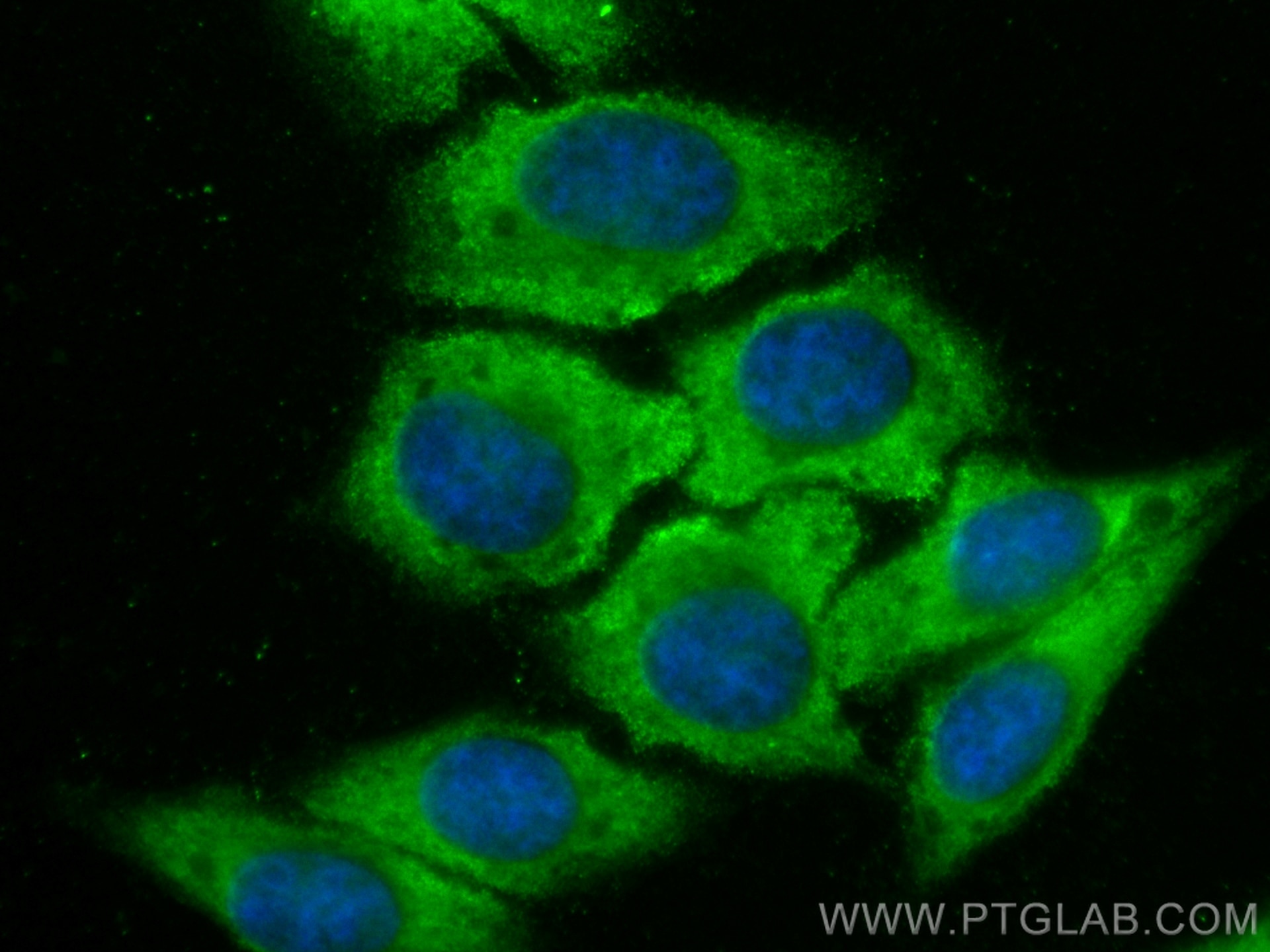 Immunofluorescence (IF) / fluorescent staining of HepG2 cells using CoraLite® Plus 488-conjugated PSAT1 Recombinant an (CL488-81479)