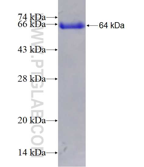 PSAT1 fusion protein Ag0776 SDS-PAGE