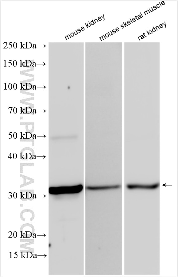 Western Blot (WB) analysis of various lysates using PSCA Polyclonal antibody (17171-1-AP)