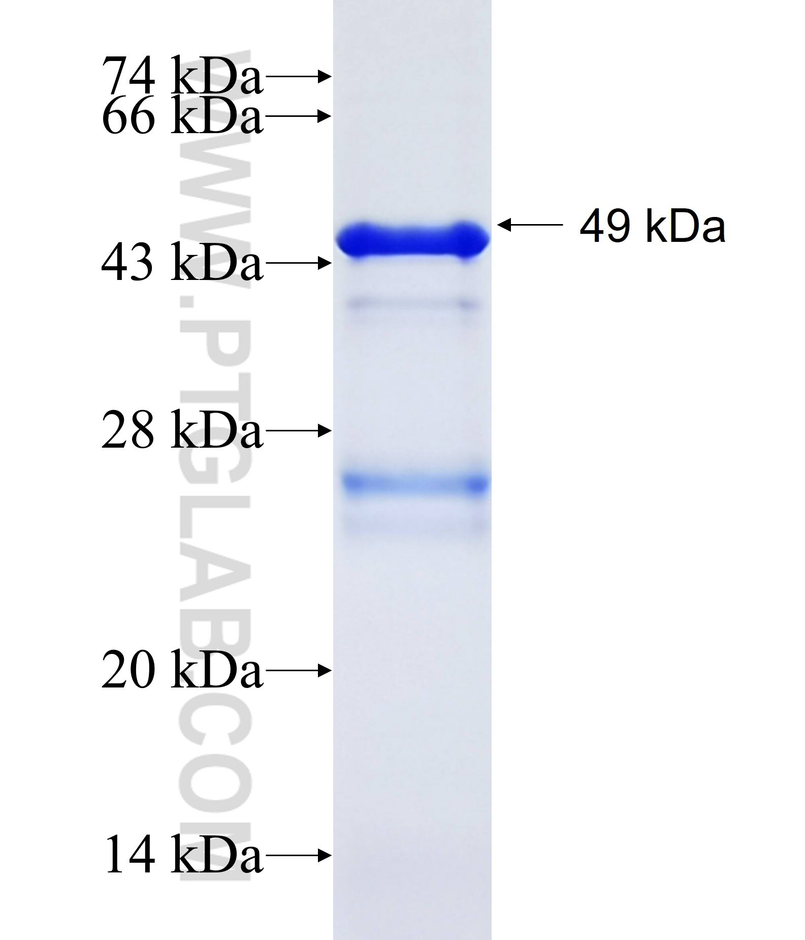 PSD fusion protein Ag34130 SDS-PAGE
