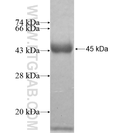 PSD2 fusion protein Ag11341 SDS-PAGE