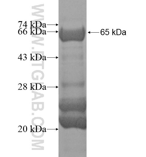 PSD2 fusion protein Ag11386 SDS-PAGE