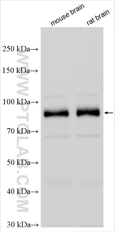Western Blot (WB) analysis of various lysates using PSD95 Polyclonal antibody (30255-1-AP)