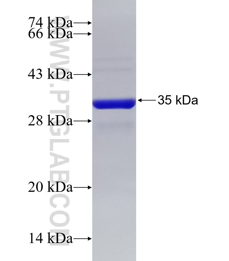 PSD95 fusion protein Ag33000 SDS-PAGE